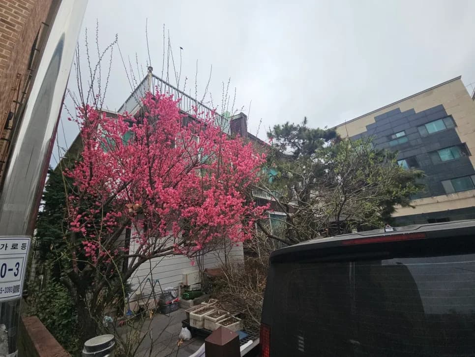 담장을 넘어간 가지를 잘라 냈습니다 시공 전